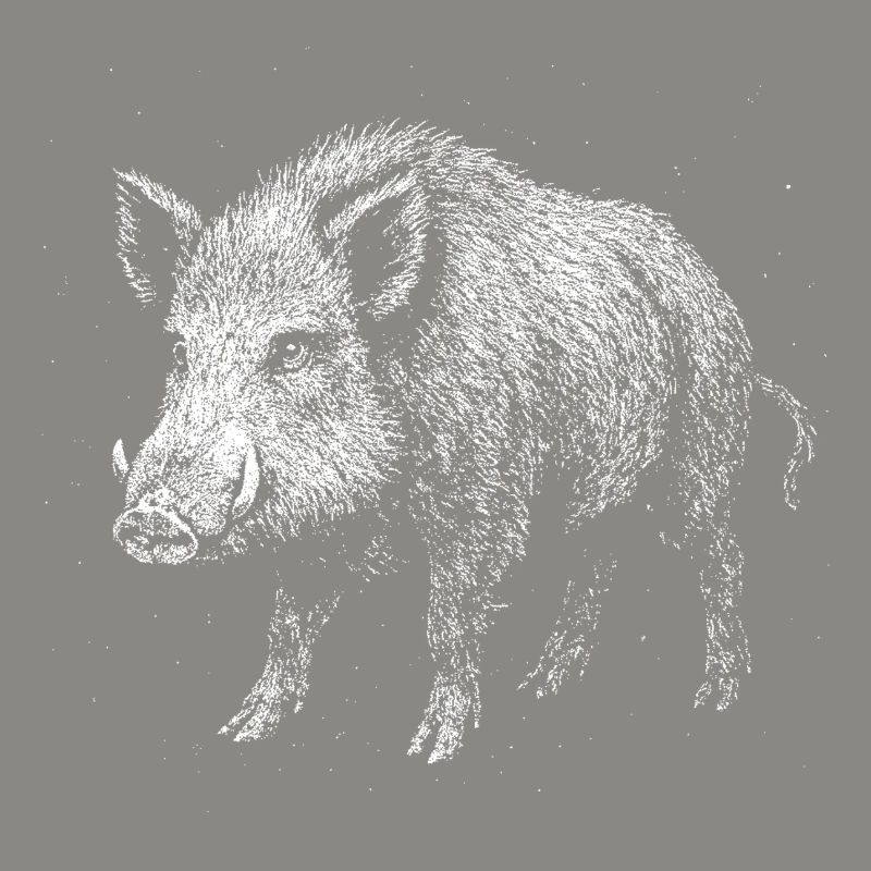 Wild boar
