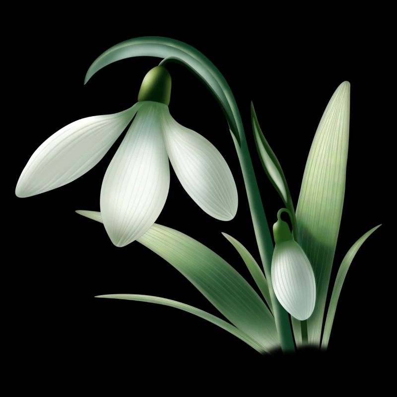 Anémone d’hiver – Graphique de fleur blanche