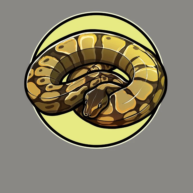 Ball Python Königspythons Königspython