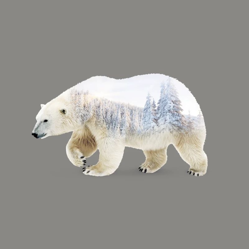 Eisbär