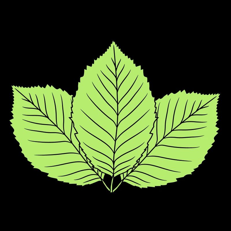 3 leaves beech leaf tree plant shape clip art d