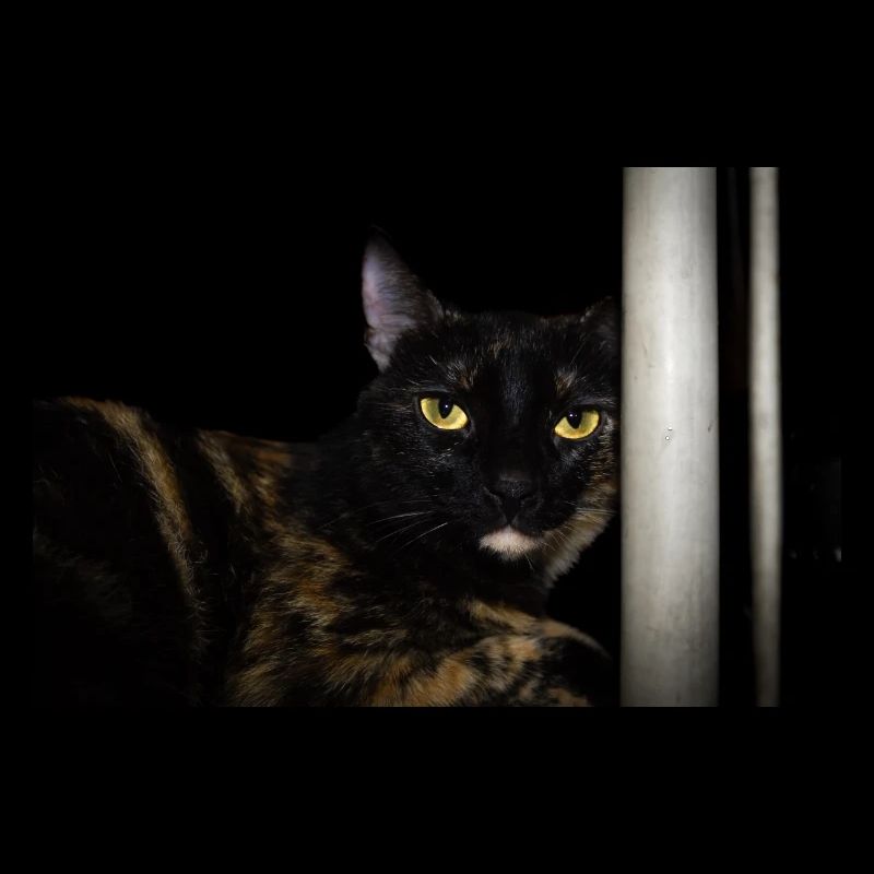 le chat noir