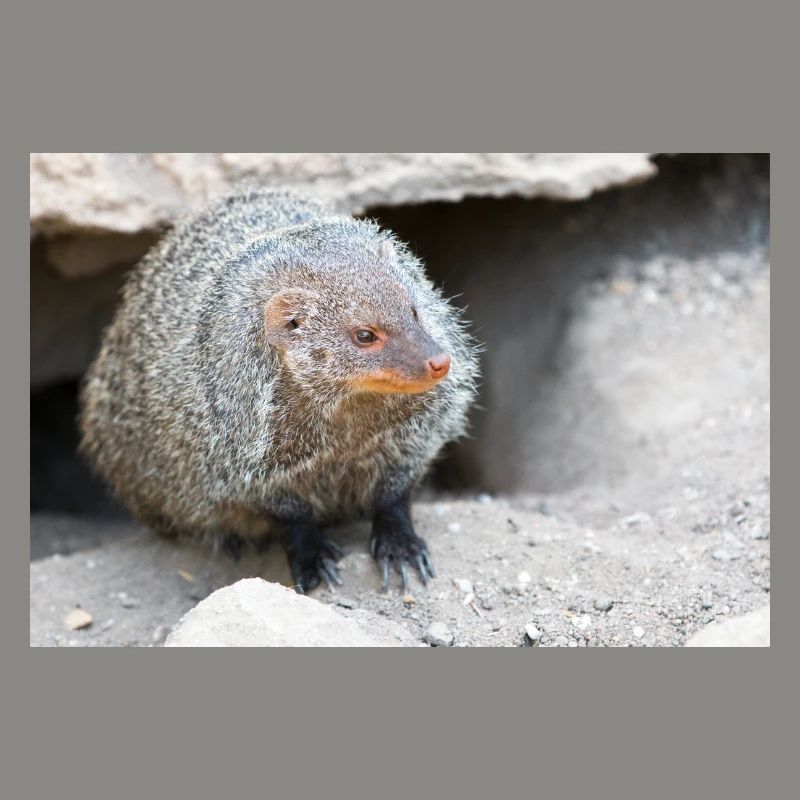 Gebänderte Manguste oder Zebramanguste