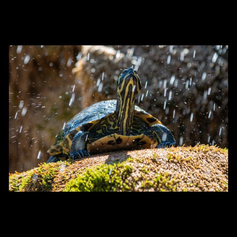 Yellow-bellied slider Trachemys scripta scripta