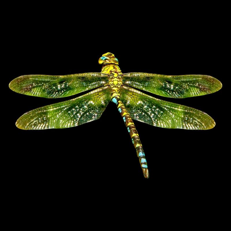 libellule