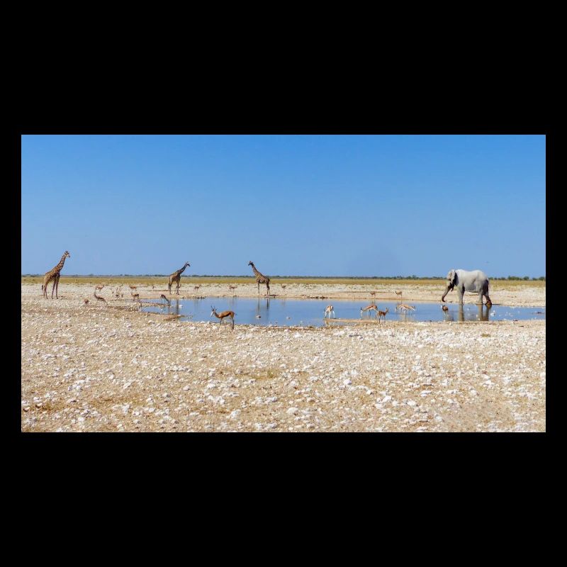 Paysage à la rivière Cubango avec girafe