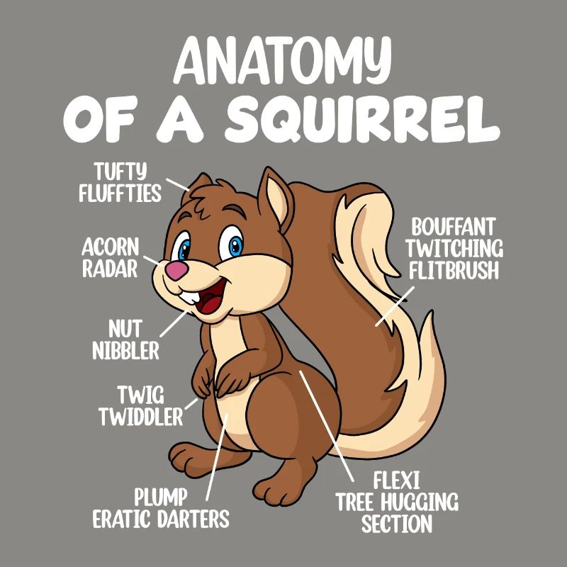 Anatomie eines Eichhörnchens