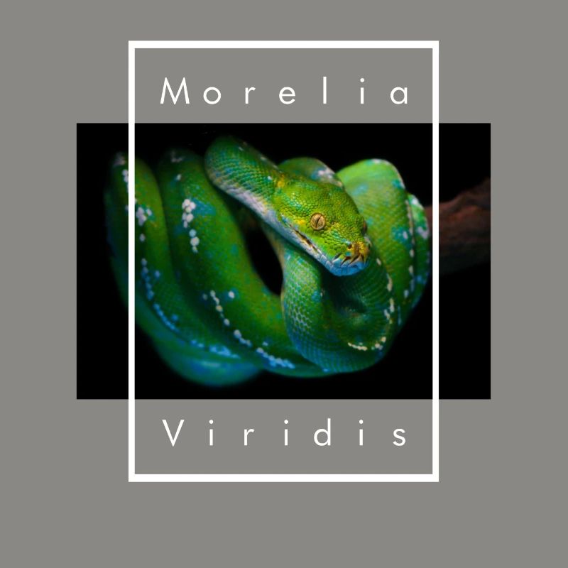 Morelia Viridis Grüner Baum Python Schlangenhalter