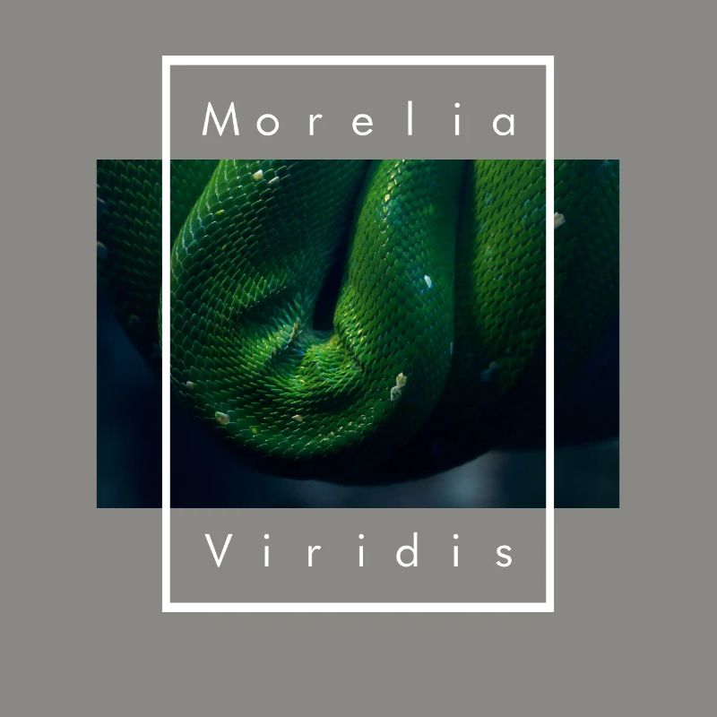 Arbre vert Python Morelia Viridis Serpent