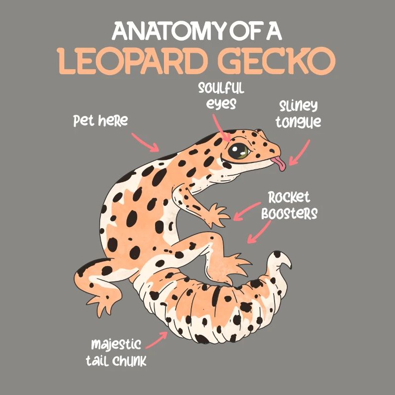 Terrarium Anatomie eines Gecko Echse Leopardgecko