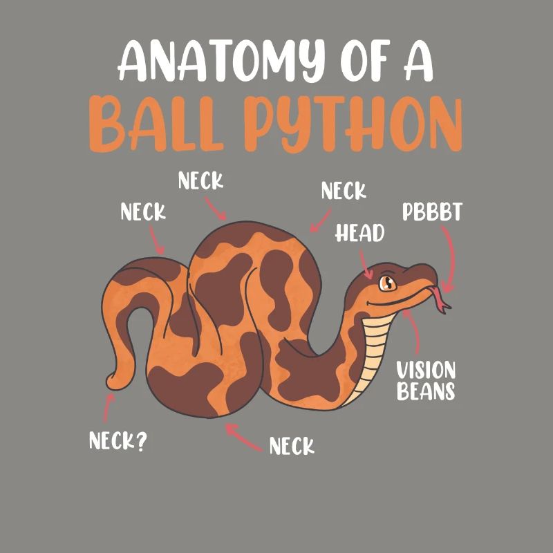 Schlangen Anotomie einer Königspython Ball Python