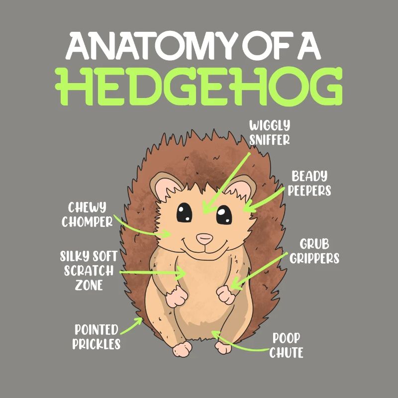 Anatomie eines Igel