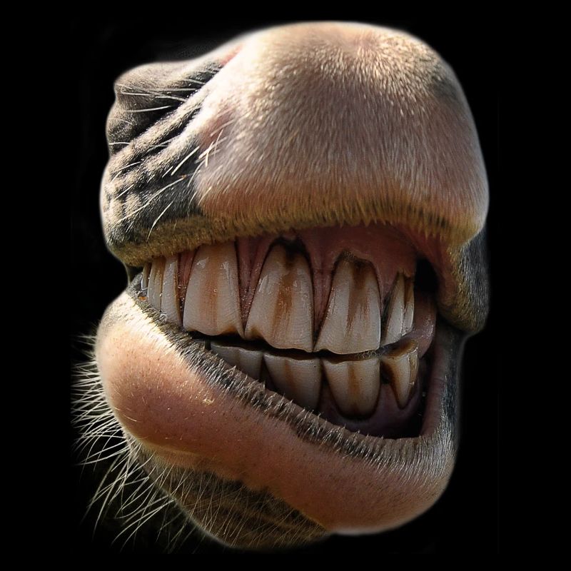 Nez de cheval confortable