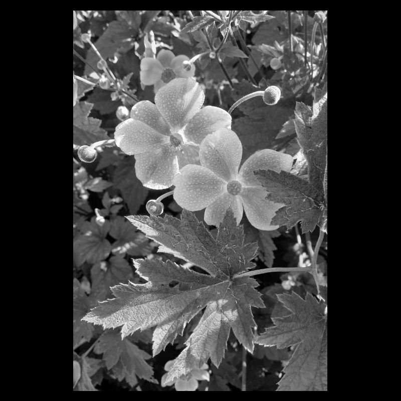 ANÉMONES D’AUTOMNE noir/blanc