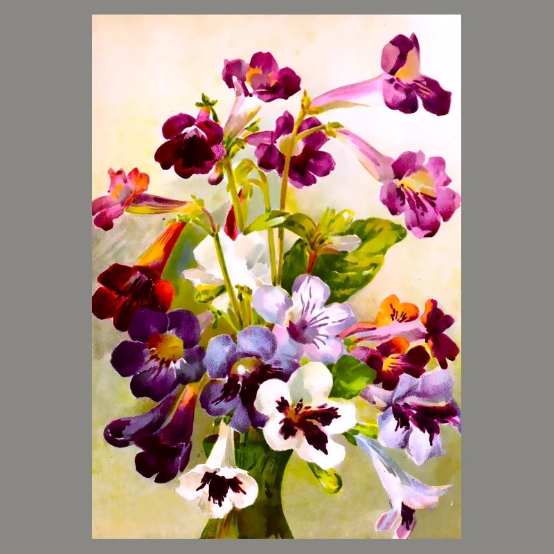 Violets