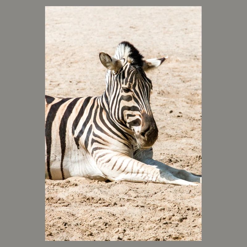 Zebra (auf Deutsch Zebra oder Zebras) Hippotigris