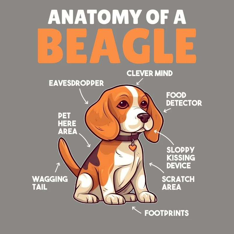 Explication du chien Anatomie d’un beagle
