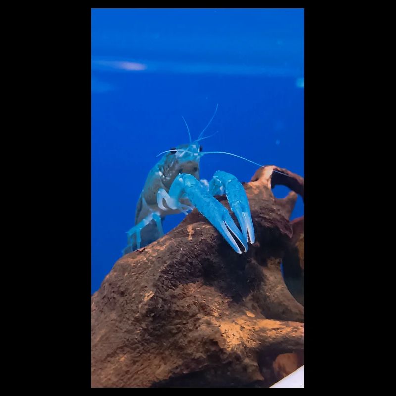 BlueCrap