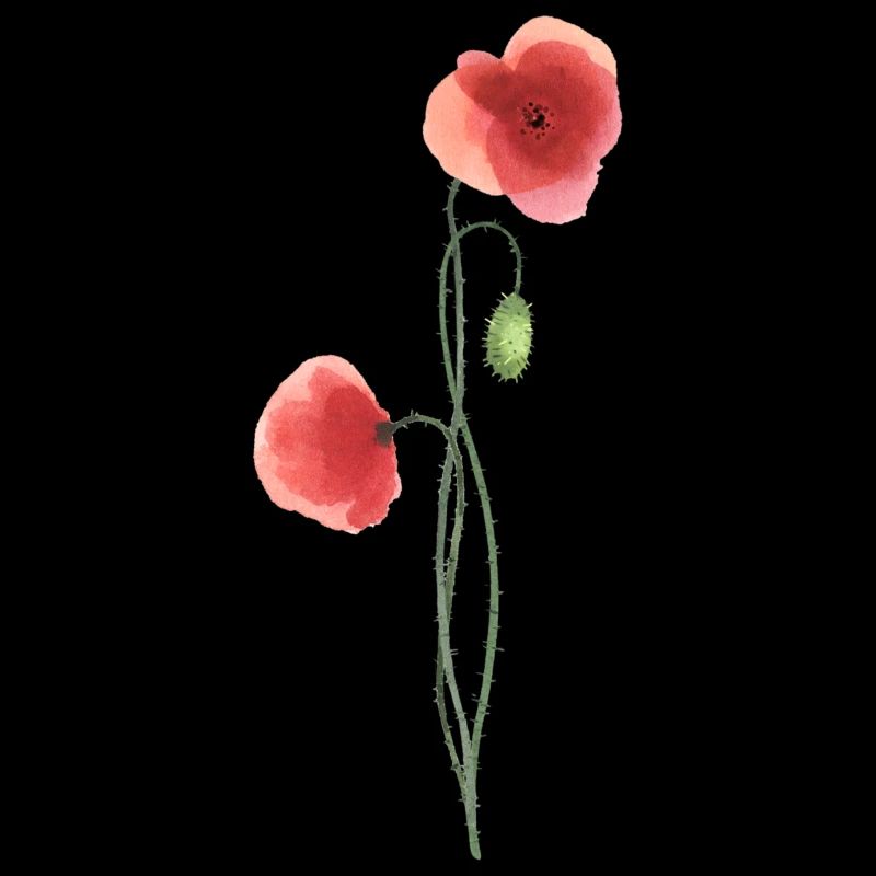 Flower: red poppy