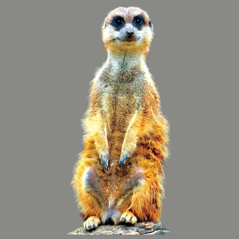 Erdmännchen cool lässig süß niedlich witzig putzig