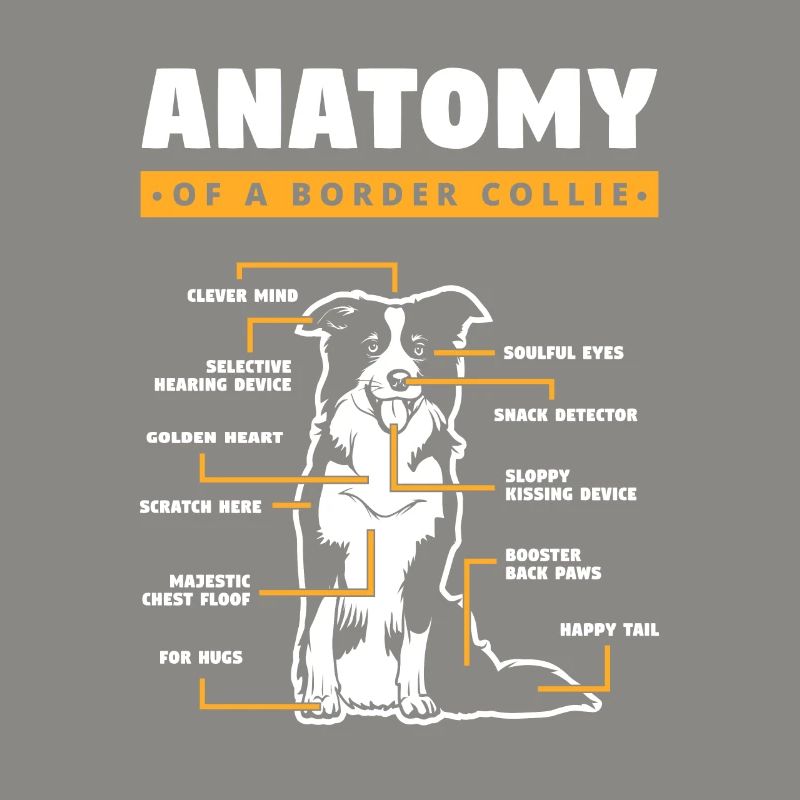 Anatomie Eines Border Collies