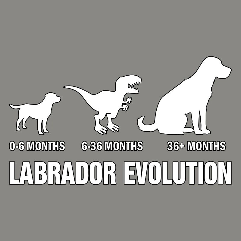 Labrador Evolution