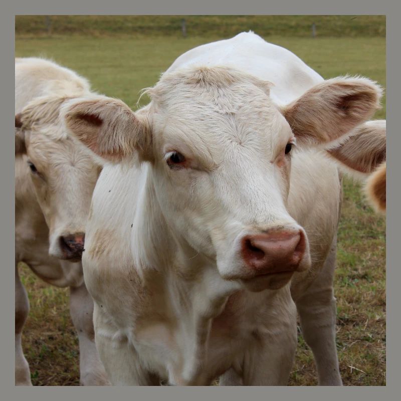 Affiche vache