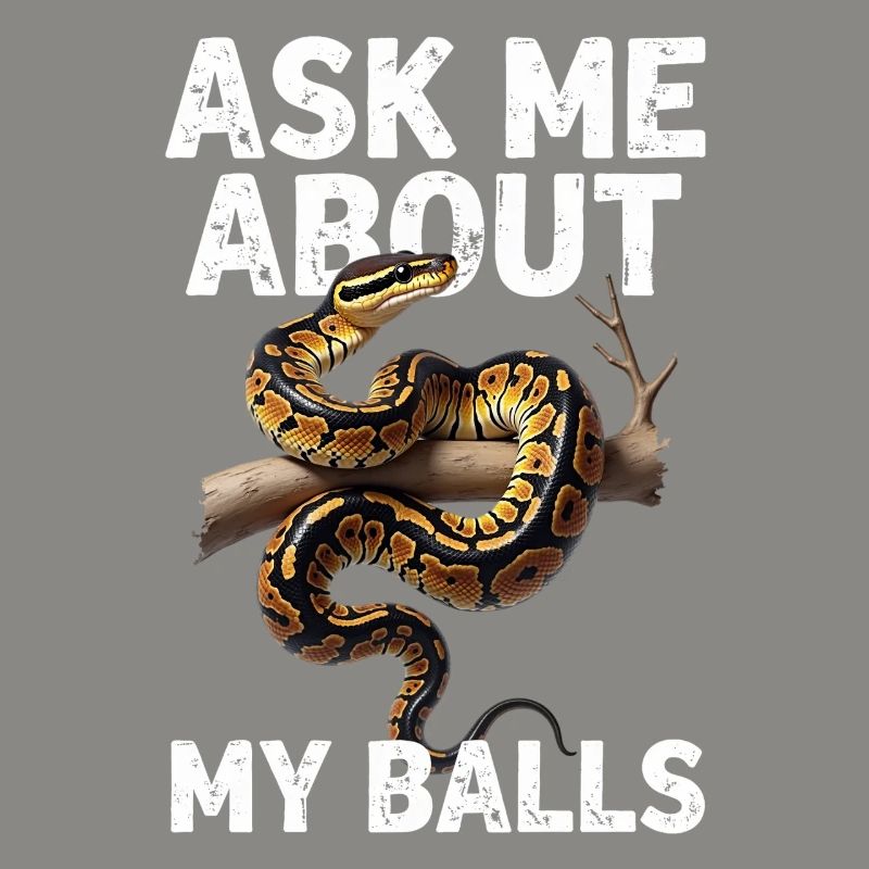 Königspython Schlangen Liebhaber Terrarium Python