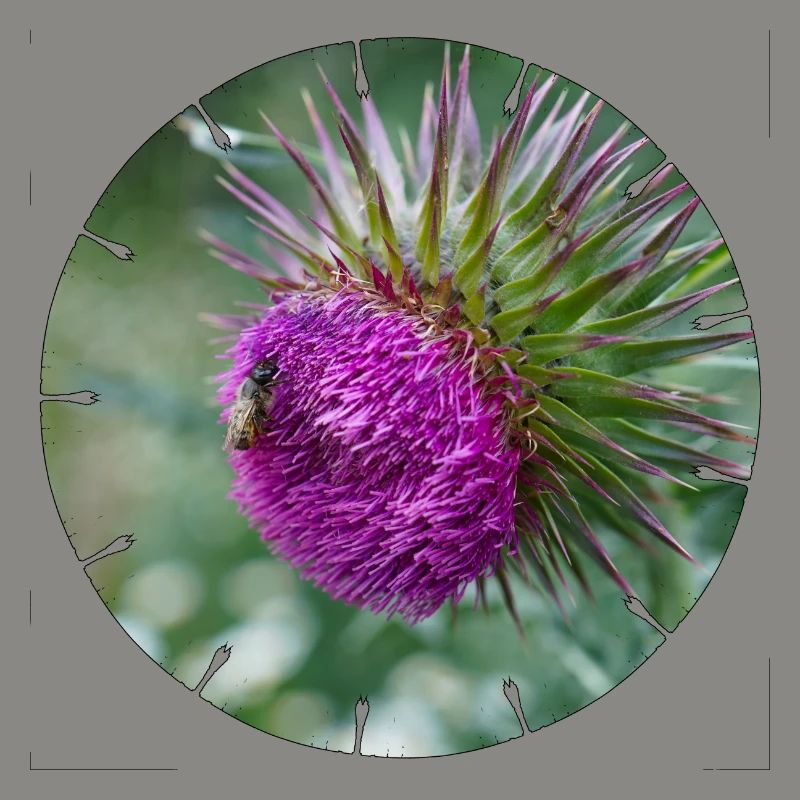 Die Distelblüte wird oft als Unkraut verschrien