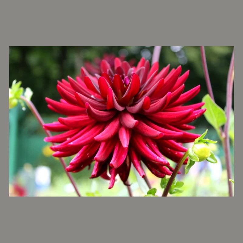 Dahlia Fleur Rouge, Fleur