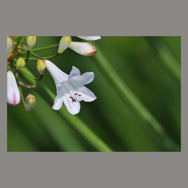 Macro de la fleur de lys blanc