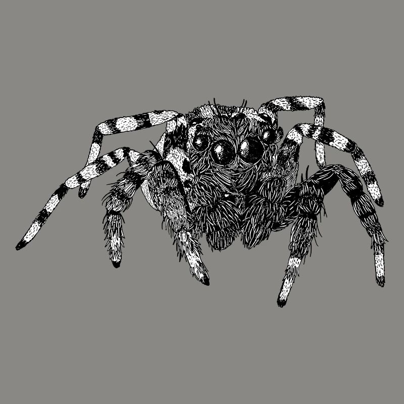 Araignée sauteuse Araignée mignonne Phidippus Arachnide
