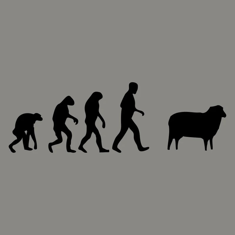 sheep evolution