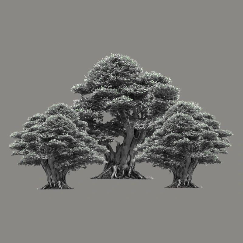 Forest, Trees, Nature, Tree, Deciduous Tree, Climate, Flora