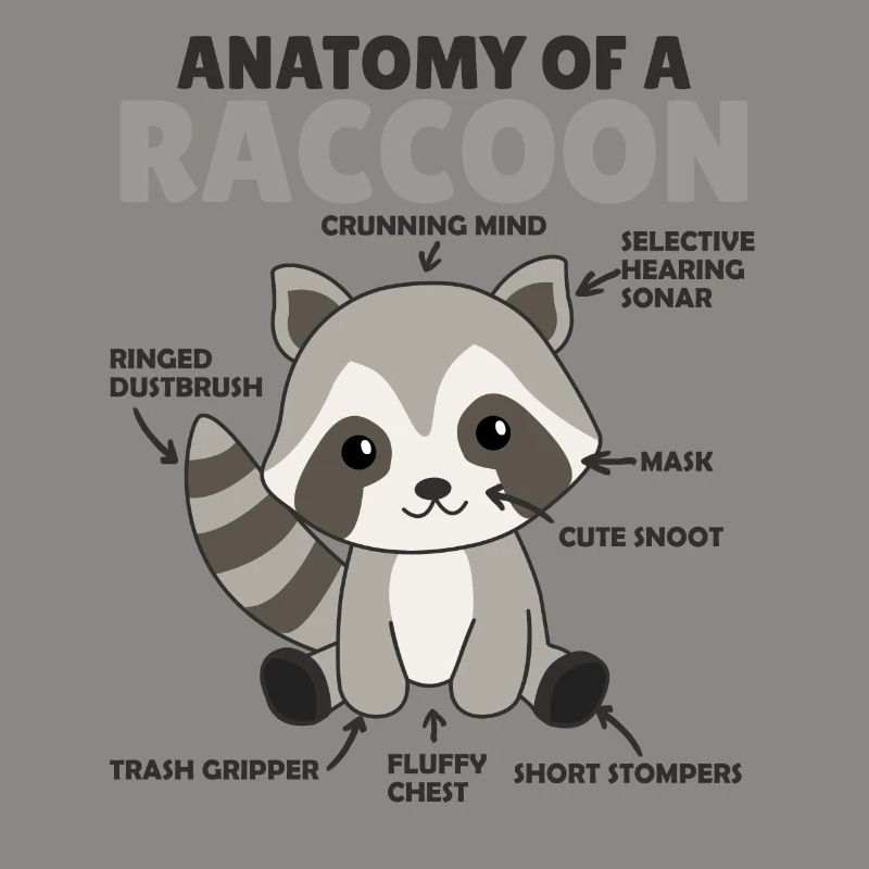 explication du raton laveur doux Anatomie d’un raton laveur