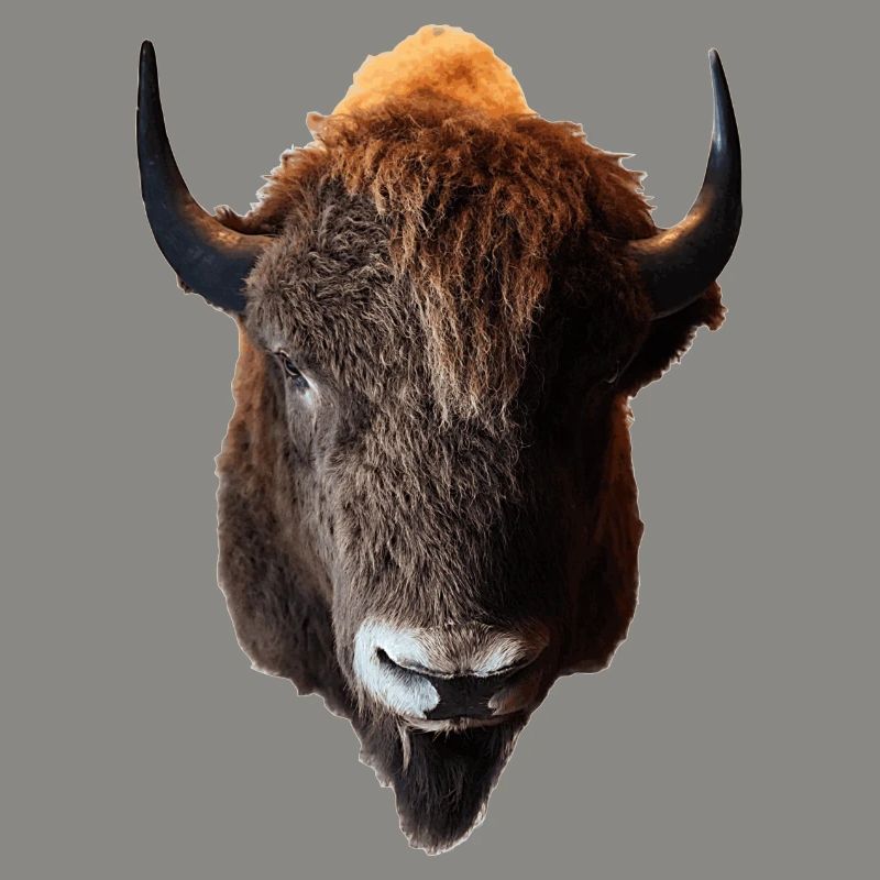 Der Bison wird auch Büffel genannt