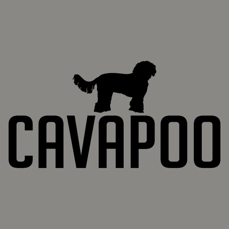 Cavapoo Hunderasse Hunde Wilsigns