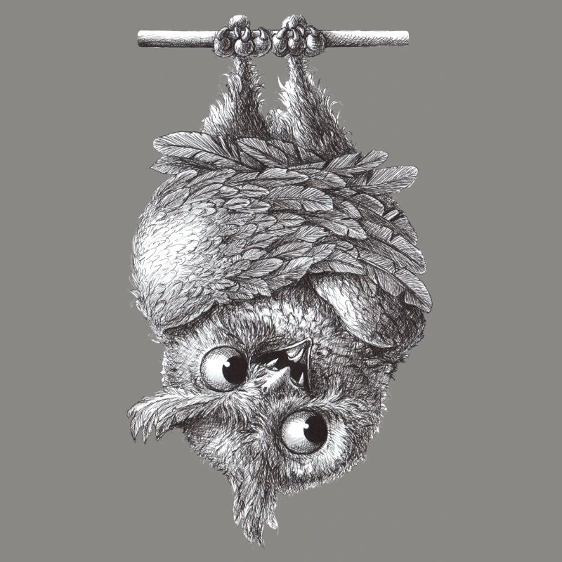 Vampir Eule - Dracula Eule