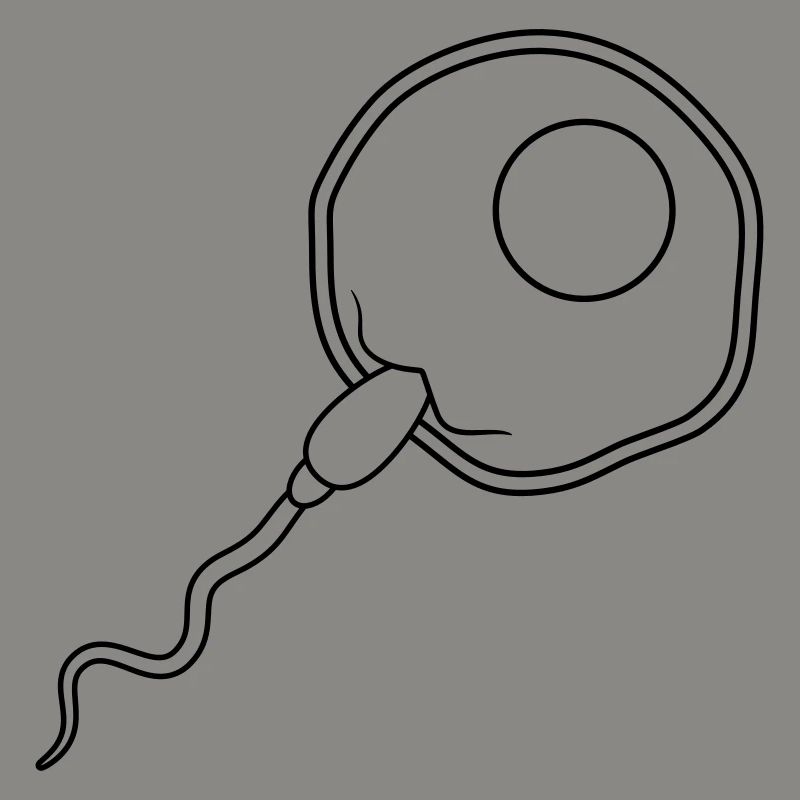 fertilization egg insemination egg sperm sperm