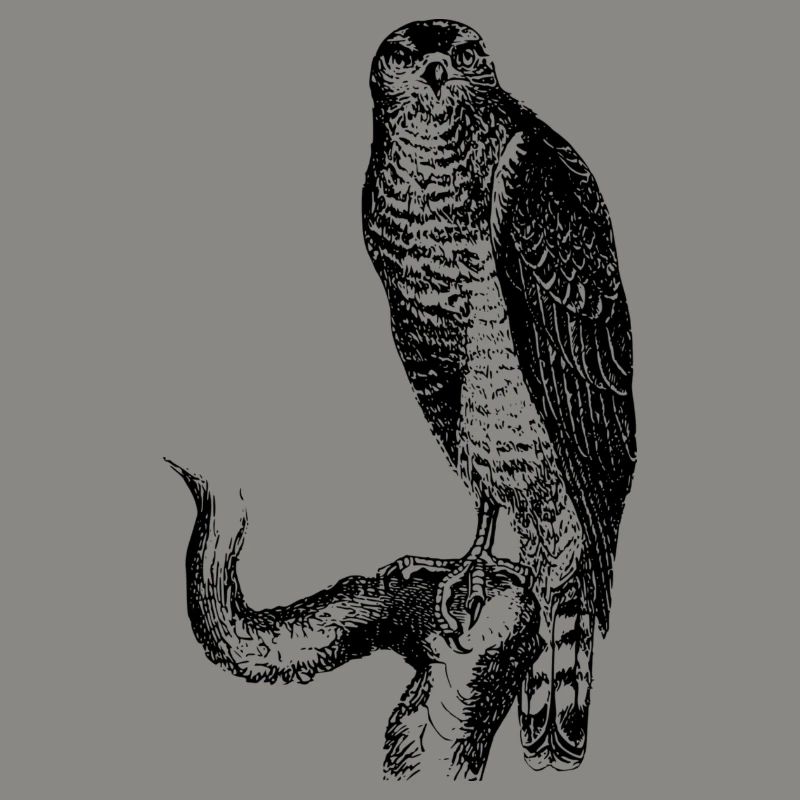 hawk