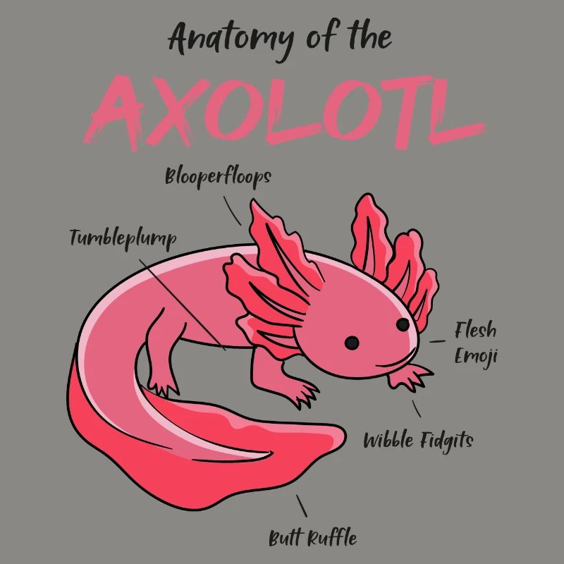 Axolotl Anatomie
