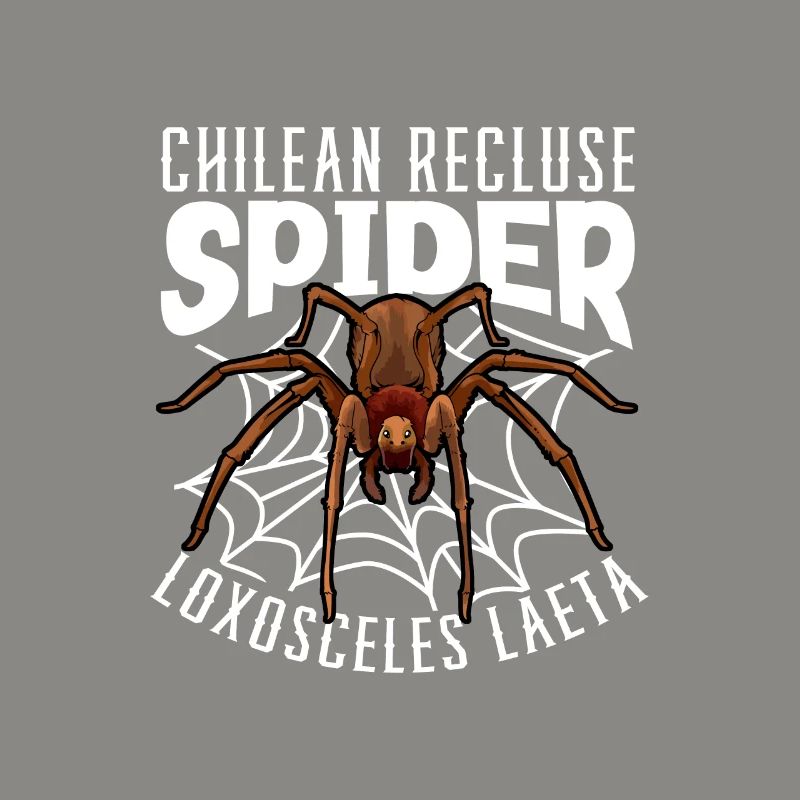Araignée d’angle chilienne