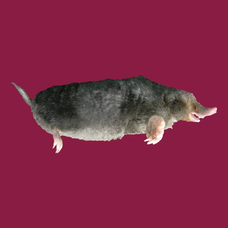 Mole