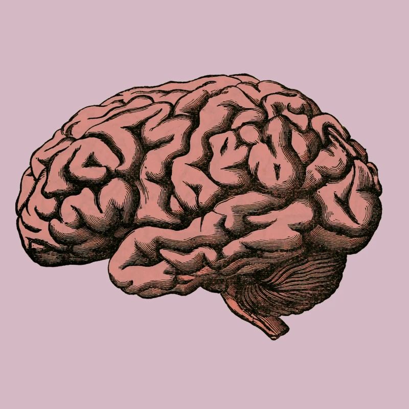The brain
