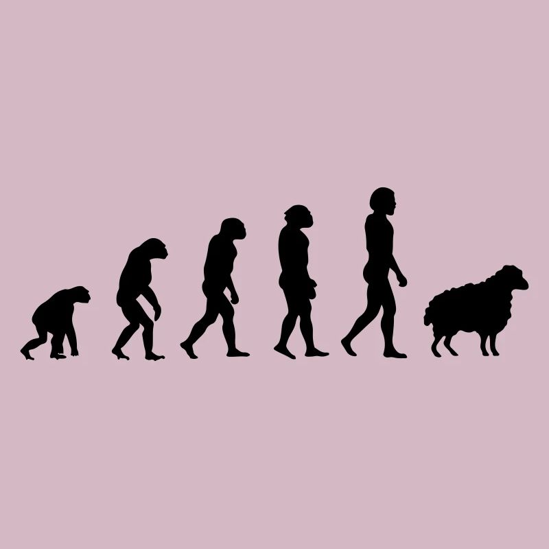 Darwin-Schafe