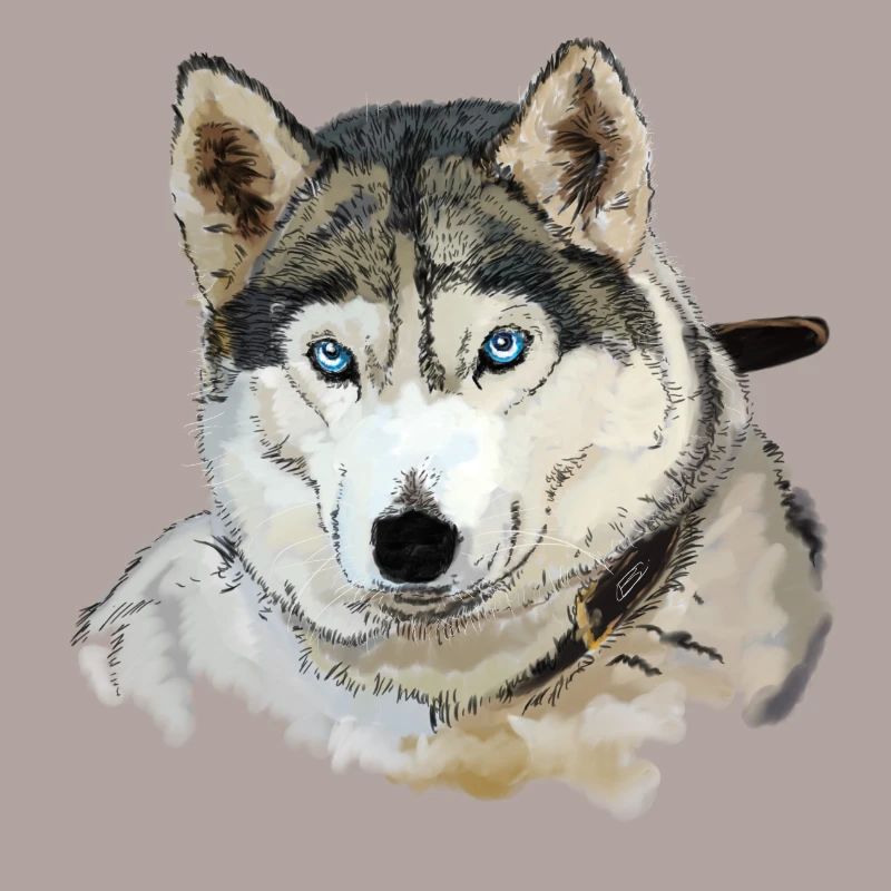 Husky