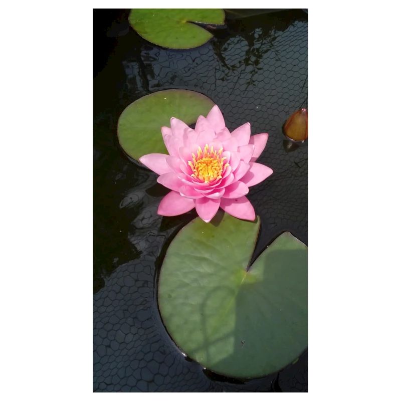 Nénuphar