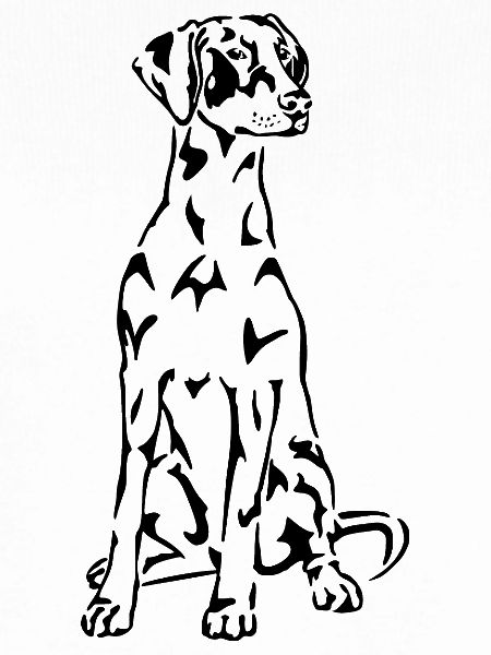 Dobermann