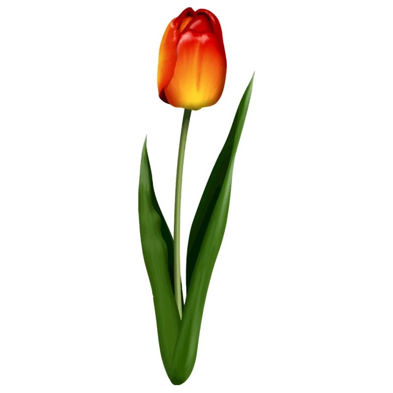 Tulpe