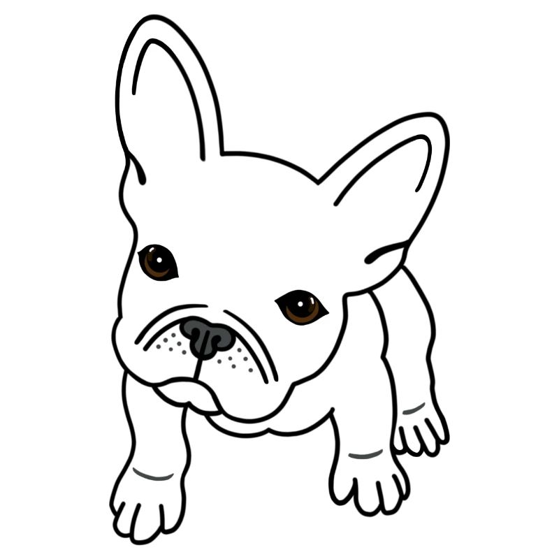 French Bulldog